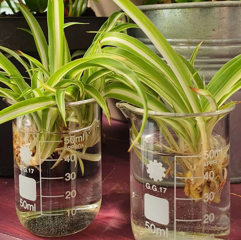 Ways To Propagate Spider Plant Babies