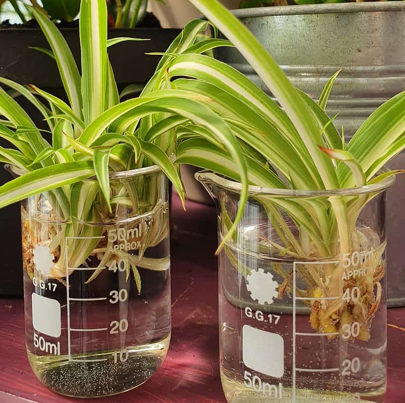 3-ways-to-propagate-spider-plant-babies-eden-indoors