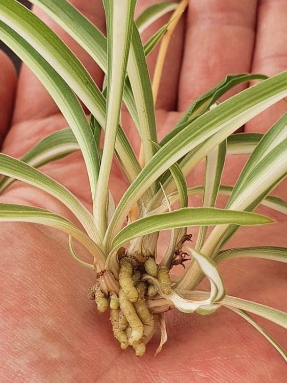 3 Ways To Propagate Spider Plant Babies Eden Indoors