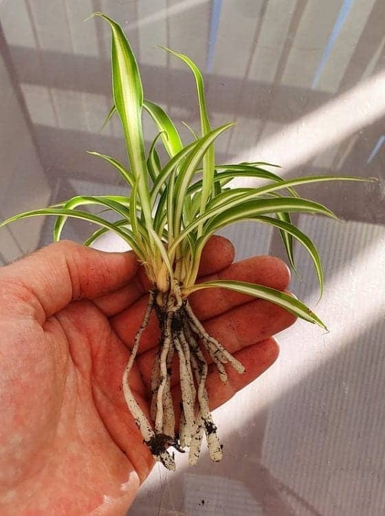 3-ways-to-propagate-spider-plant-babies-eden-indoors