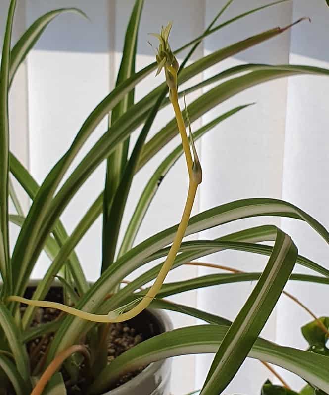 How To Plant Spider Plant Babies A DIY Guide 