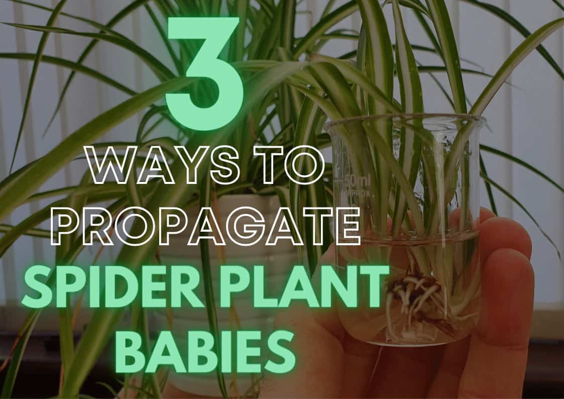 3-ways-to-propagate-spider-plant-babies-eden-indoors