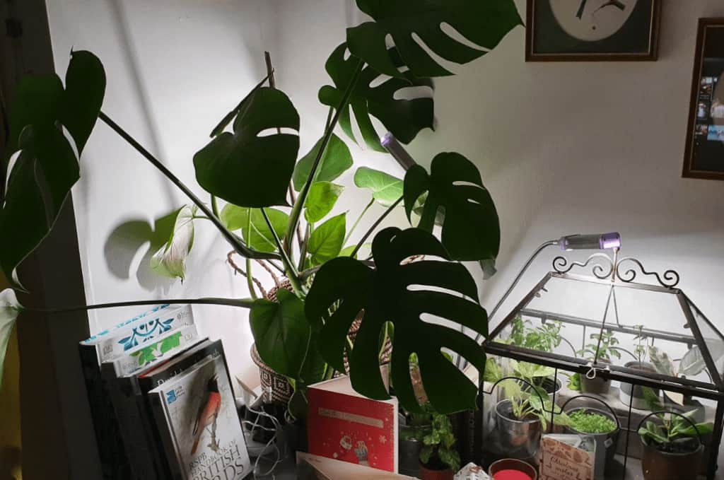 Do Normal LED Lights Help Houseplants Grow? - Eden Indoors