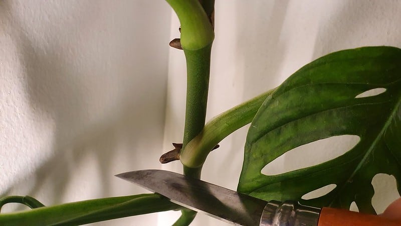 Propagating Monstera Adansonii: Tips And Tricks For Success - Eden Indoors