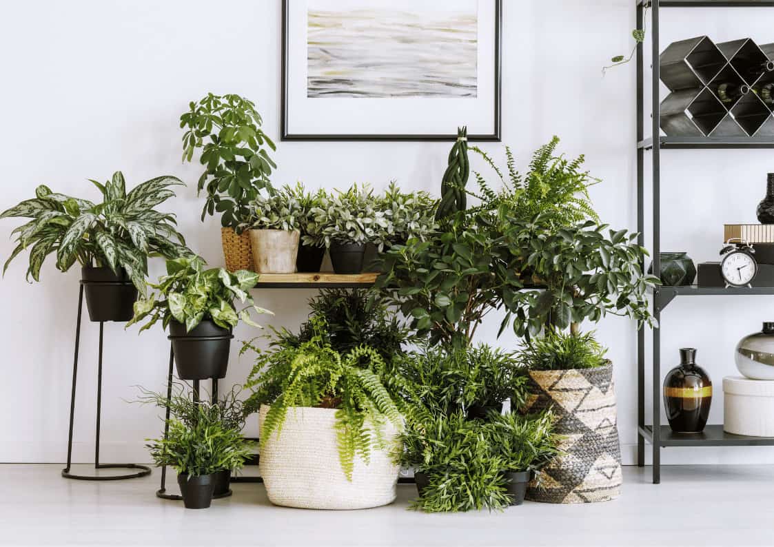 10 Anti-Pollution Plants That Clean Your Office Air - Eden Indoors