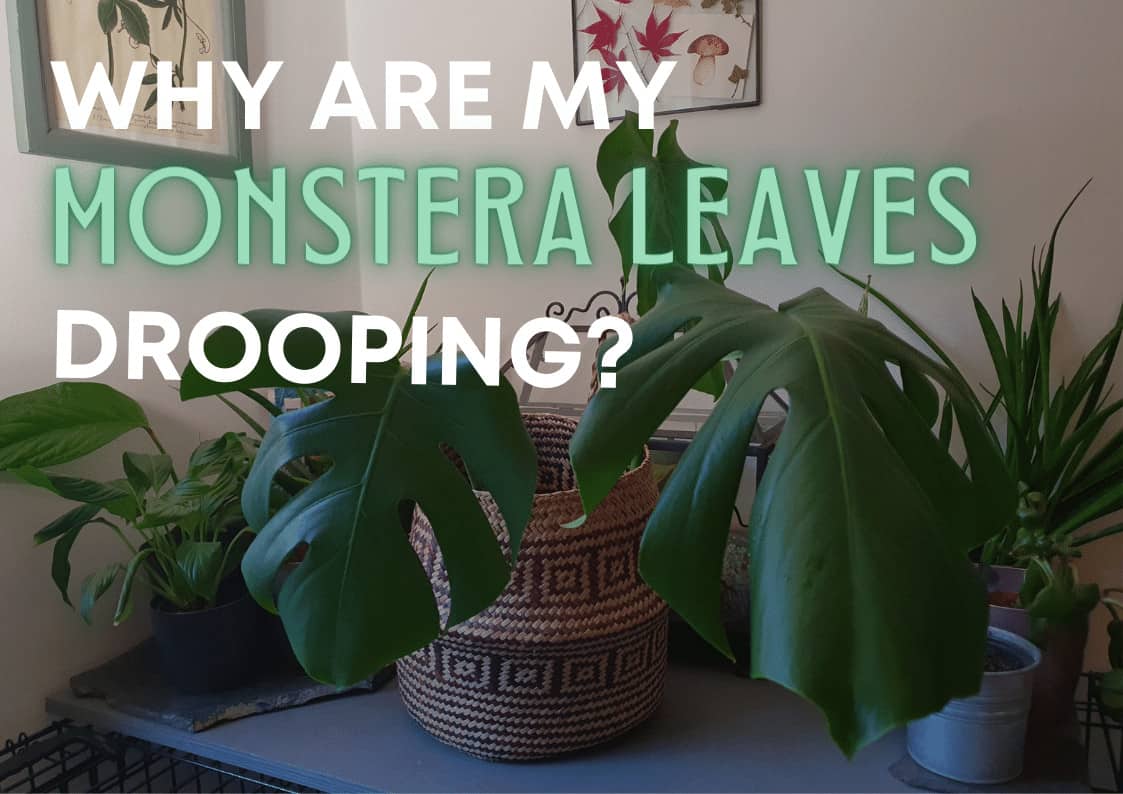 Why Are The Leaves Falling Off My Monstera Plant? (Incl. Fixes) - Eden ...