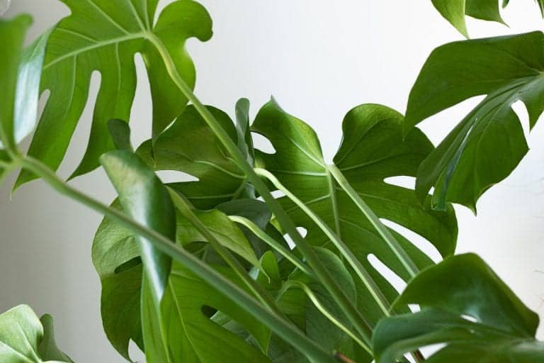 why-does-my-monstera-have-brown-tips-and-how-to-fix-it-garden-for