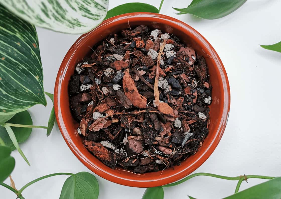 The Best Soil Mix For Philodendron Xanadu (Soil Recipe) - Eden Indoors