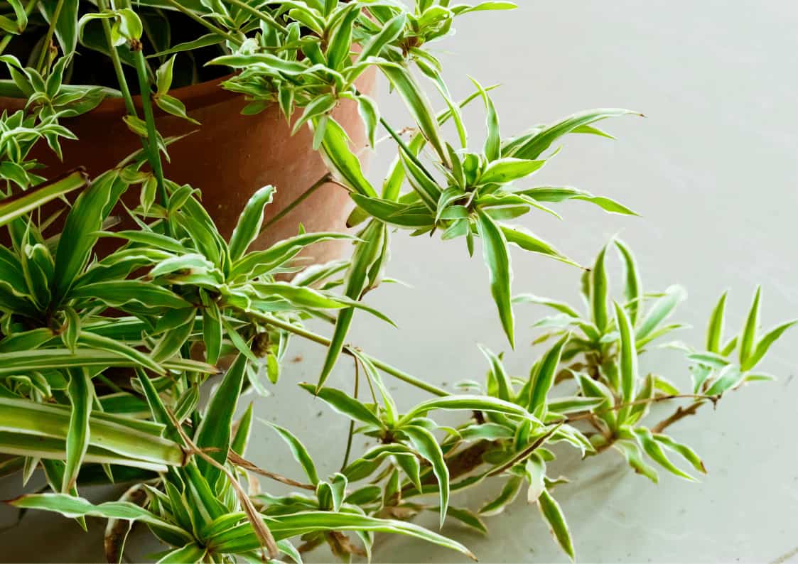 should-i-cut-the-babies-off-my-spider-plant-eden-indoors