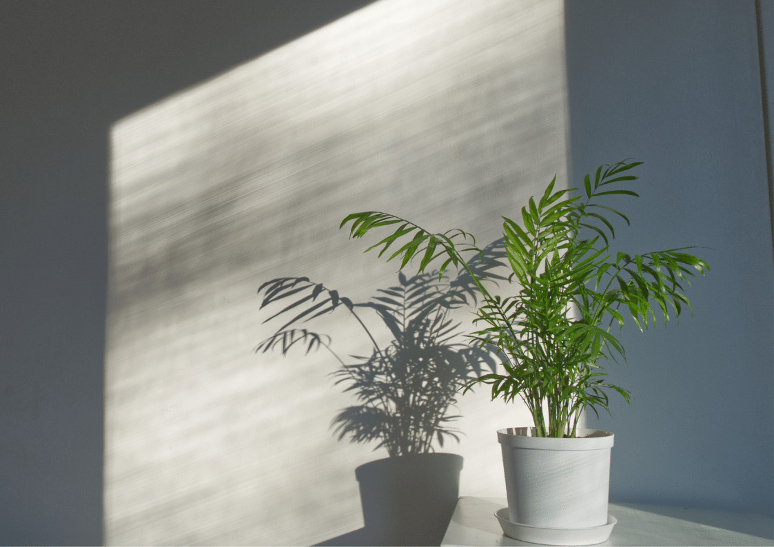 12 Tall Office Plants That Thrive In Low Light Conditions - Eden Indoors