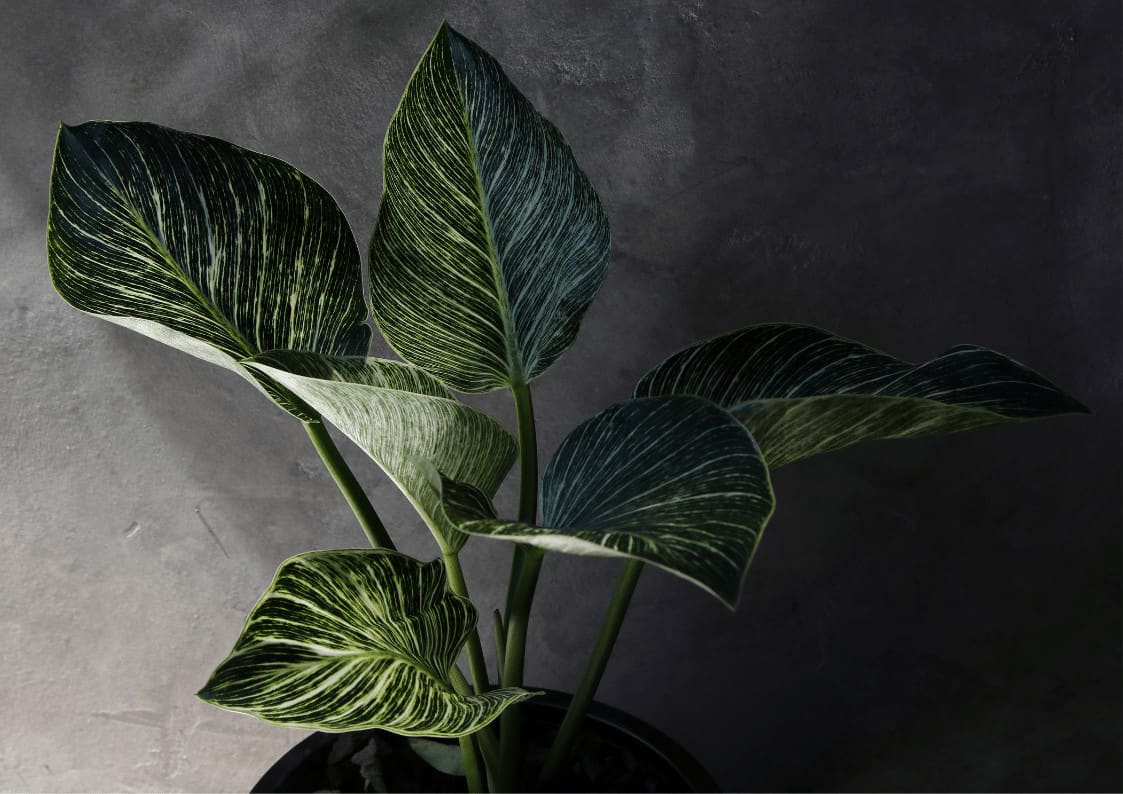 7 Best Plants For A Dark Office (With No Natural Light) - Eden Indoors