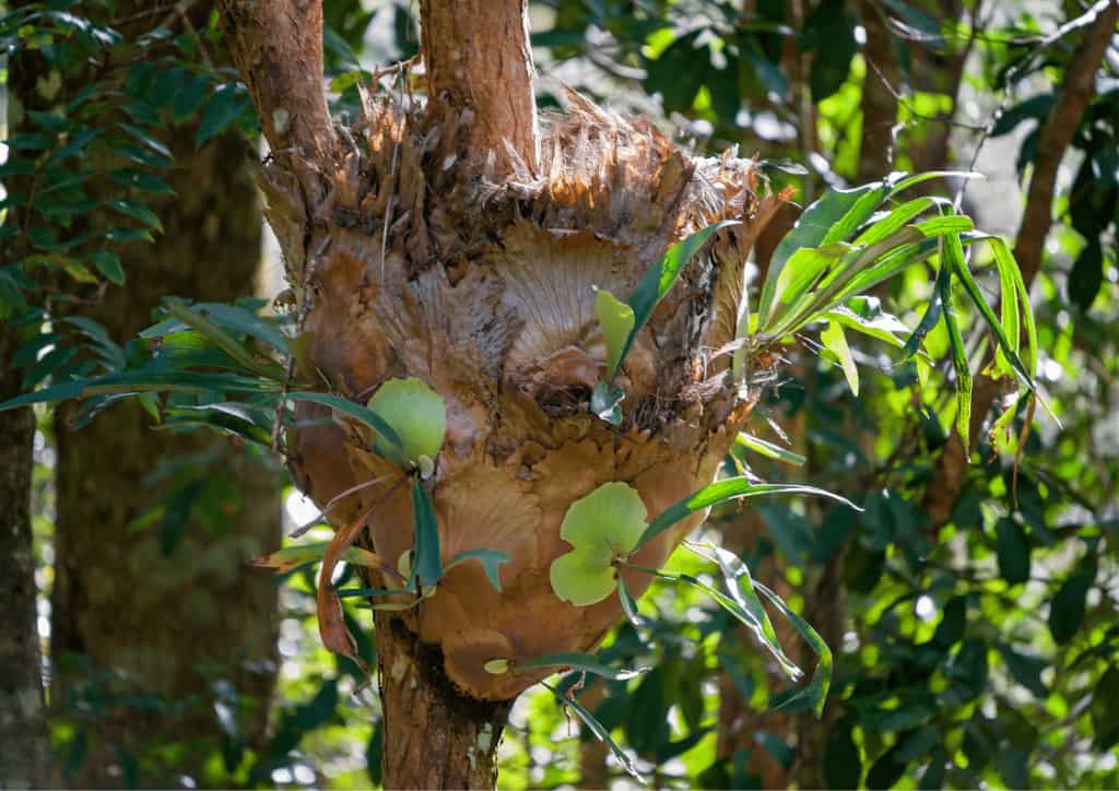 An adult Staghorn fern growing fern pups