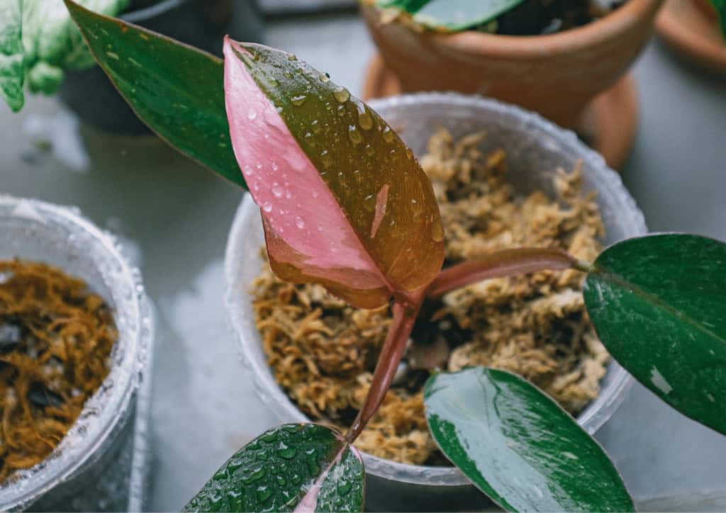 Close up of pink and green foliage of Philodendron pink princess