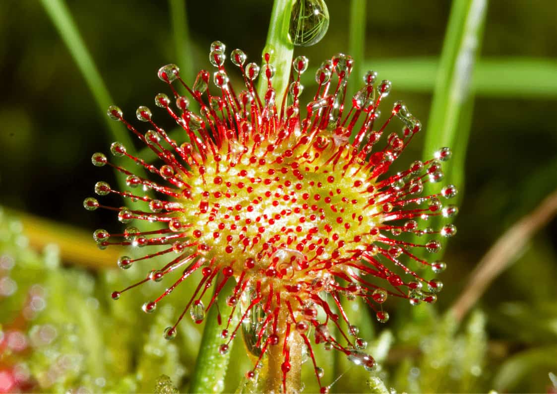 5 Best Carnivorous Plants For Beginners - Eden Indoors