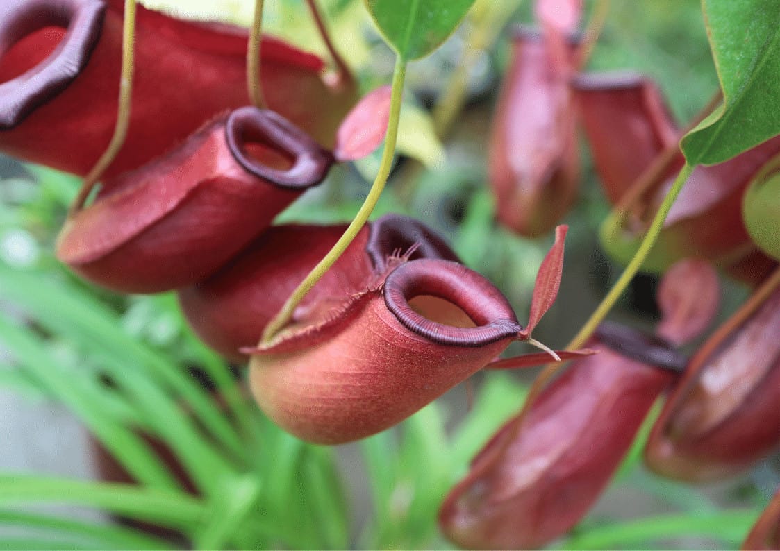 do-nepenthes-need-dormancy-to-survive