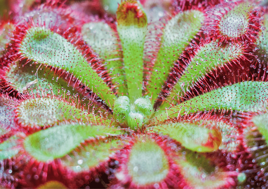 how to get rid of fruit flies on african corn lily flower