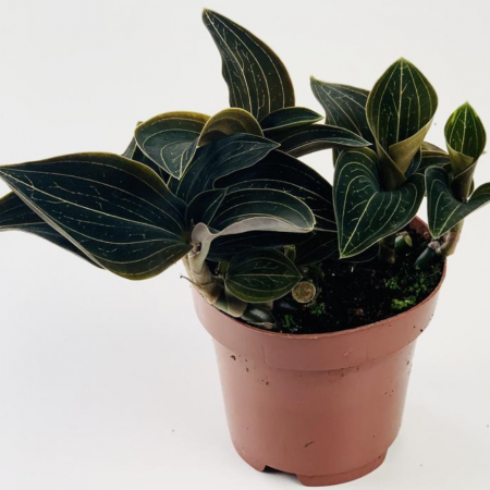 Rare Indoor Plants Online