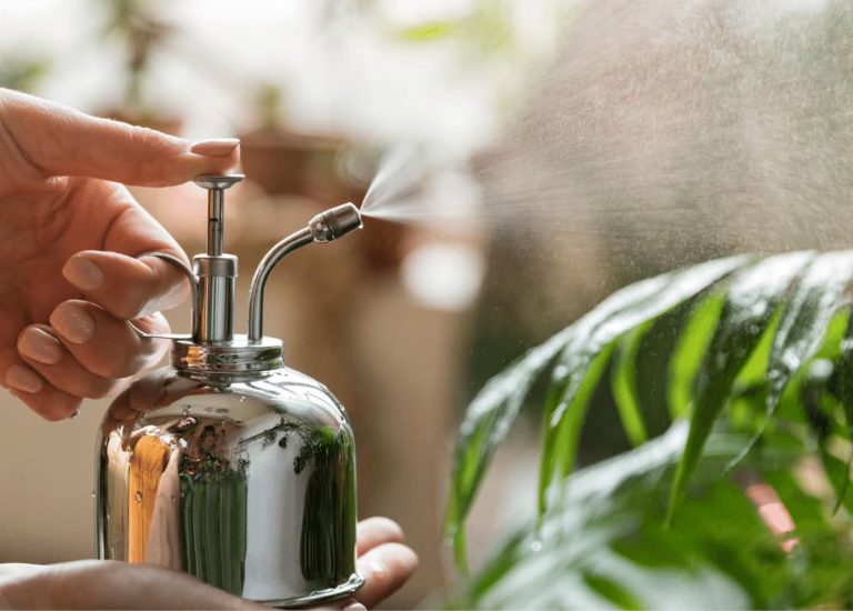 An Essential Guide To Misting Your Indoor Plants